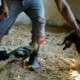 New animal-welfare law in Cuba allows cockfights, religious sacrifice