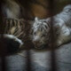 Rare white tiger, three other Bengal cubs born at Havana zoo
