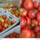 400 quintales de tomate a punto de pudrirse porque Acopio no los quiere