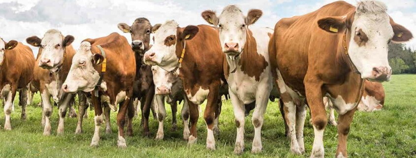 Gobierno cubano autoriza venta de carne de res a ganaderos en plan de urgencia para producir alimentos