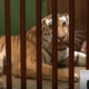 Nacen cuatro tigres de Bengala en el Zoológico Nacional de Cuba