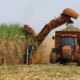 More than half of the plant for the current sugar harvest have not yet started