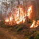 El incendio forestal del Parque Alejandro de Humboldt dejó menos daños