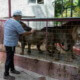 Tres leones fugados de su jaula en zoo cubano