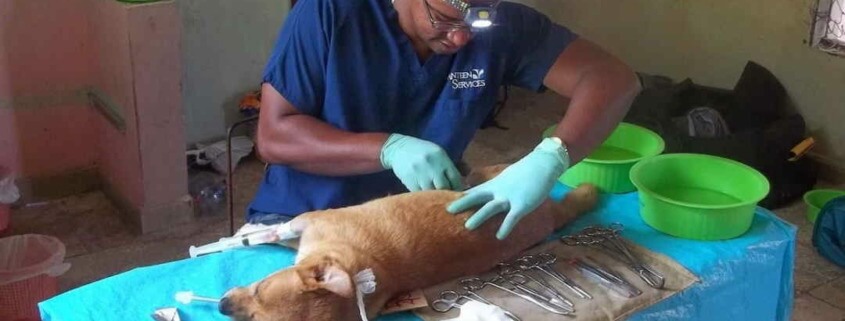 Avanza la recuperación de clínicas y consultorios veterinarios en La Habana
