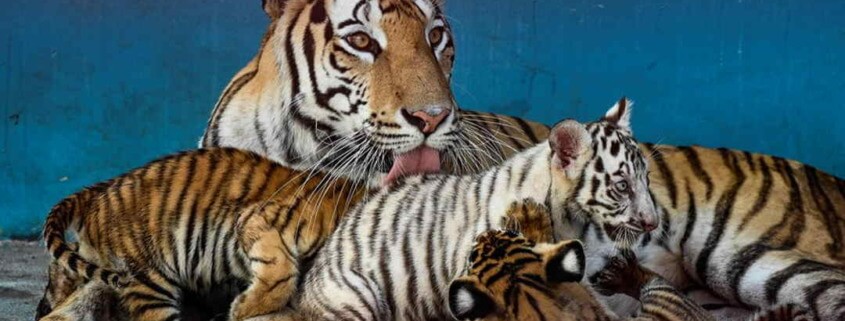 La primera tigresa blanca nacida en Cuba