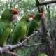 Reportan aumento del comercio ilegal de aves silvestres y otras especies cubanas