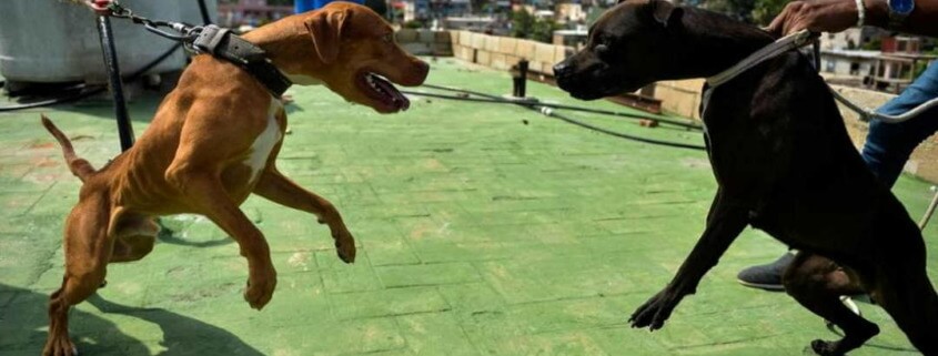 Dueños de perros en Cuba deberán ponerles bozal