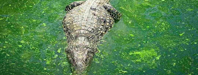 El cocodrilo americano amenaza el pedigrí de su par cubano