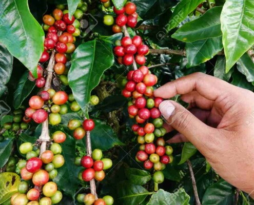 UN will donate more than 18 million dollars to Cuba to increase coffee and poop production