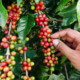 Cuba se recupera en cultivos de cacao, café y coco