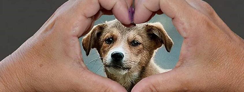 Cuba ratifies decree on animal welfare