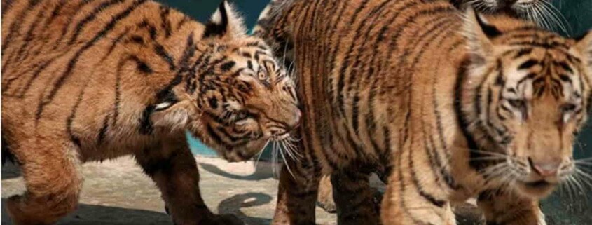 During quarantine quiet, romantic encounters between Cuban zoo animals surge
