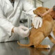 Prohibido traer vacunas veterinarias a Cuba por el riesgo de "agresión biológica de EE UU"