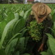 This year's tobacco campaign "in better conditions" to plant 22 thousand hectares