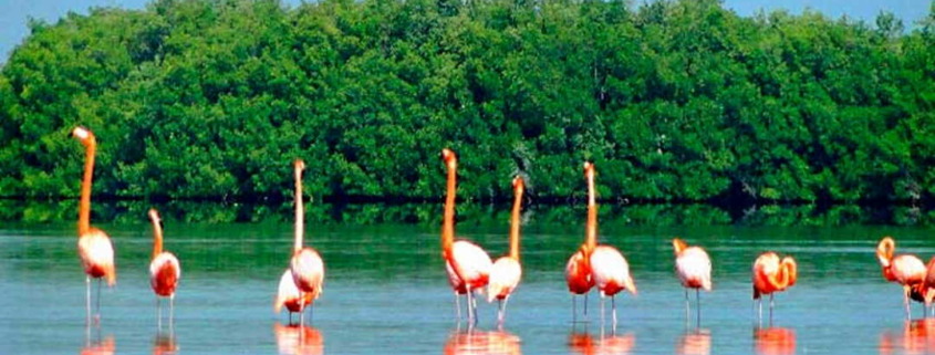 Travelers seek information on Ramsar sites in Cuba