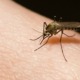Mosquitoes Defeated in Cuba Trial with Nuclear Technique