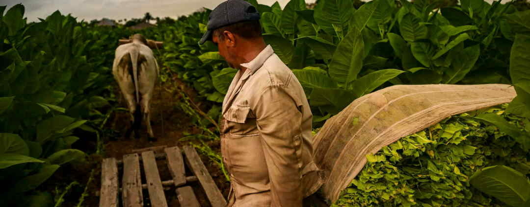  Cuba reduce siembra de tabaco pero garantiza exportación