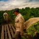 Cuba dismisses the effects on tobacco production due to the reduction of areas