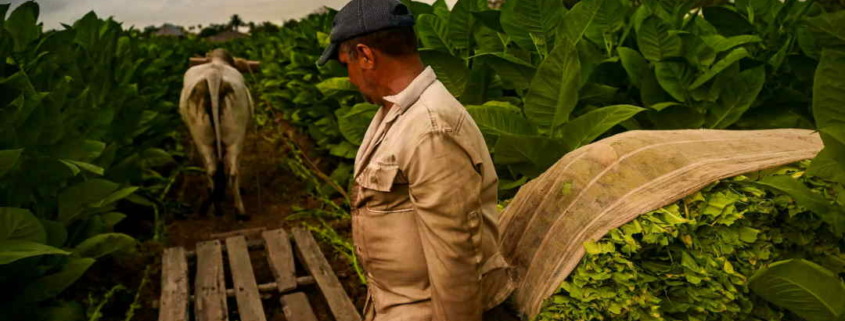 Cuba dismisses the effects on tobacco production due to the reduction of areas