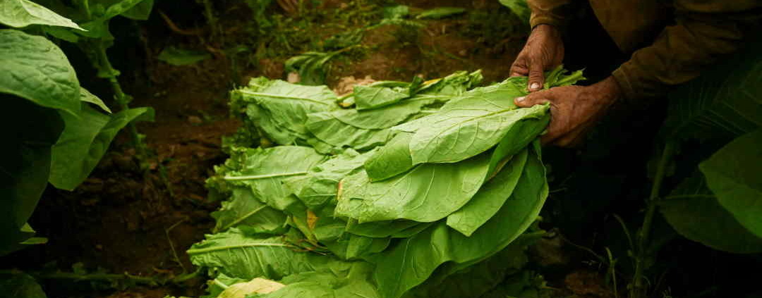 Cuba reduce siembra de tabaco pero garantiza exportación
