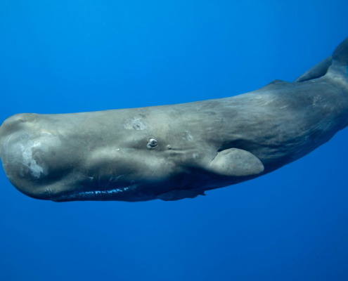 Encuentran un cachalote muerto en la costa de Pinar del Río