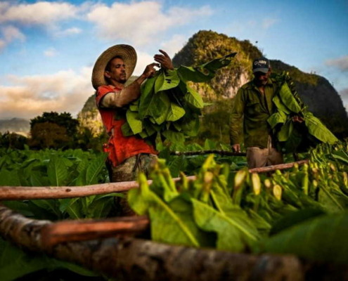 Shortage in Cuba hits cigar production