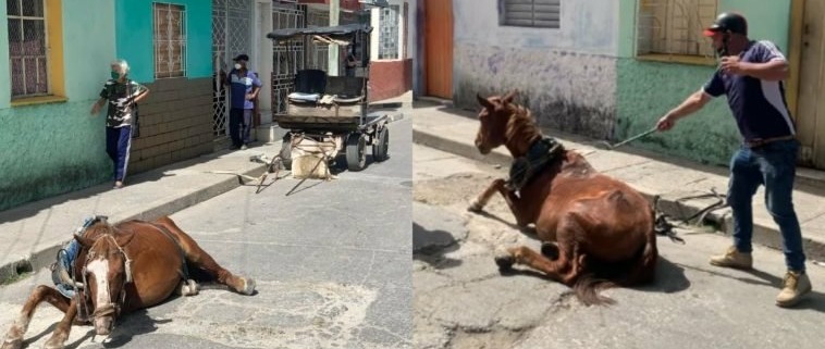 Denuncian maltrato animal contra caballo en Sancti Spíritus