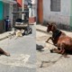 Denuncian maltrato animal contra caballo en Sancti Spíritus