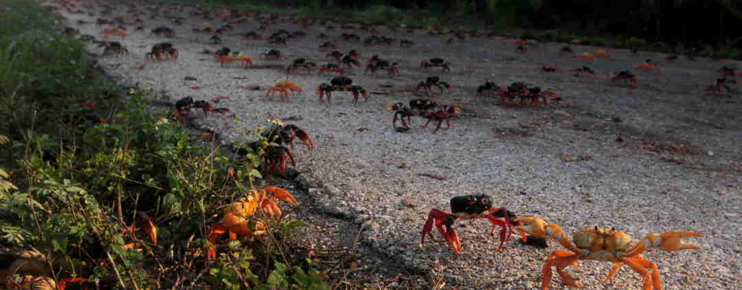 After pandemic peace, fresh swarms of crabs invade Cuba´s Bay of Pigs