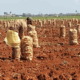 Cuba’s Potato Harvest to Hit Record Lows This Year