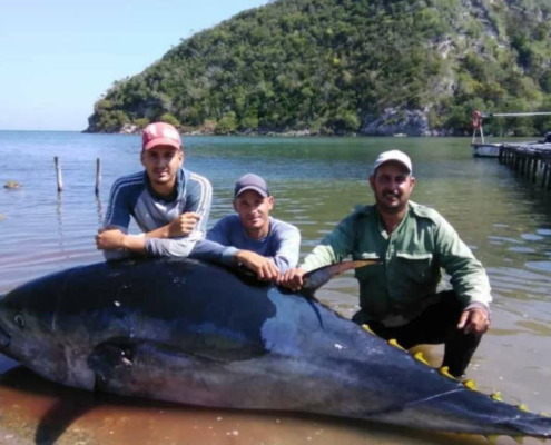Cuban fishermen catch 710-pound tuna