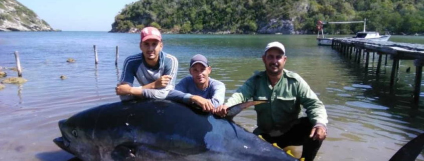 Cuban fishermen catch 710-pound tuna