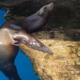 Acuario Nacional confirma muerte de león marino en sus instalaciones