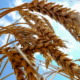 Russia donates wheat to Cuba as grains prices soar