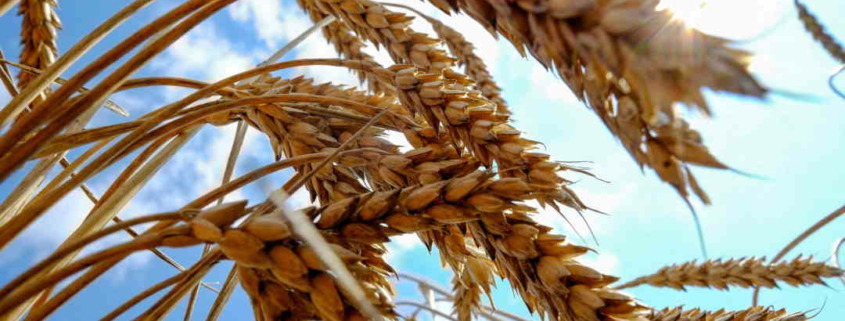 Russia donates wheat to Cuba as grains prices soar