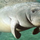 Why are Florida manatees showing up in Cuba and Mexico?