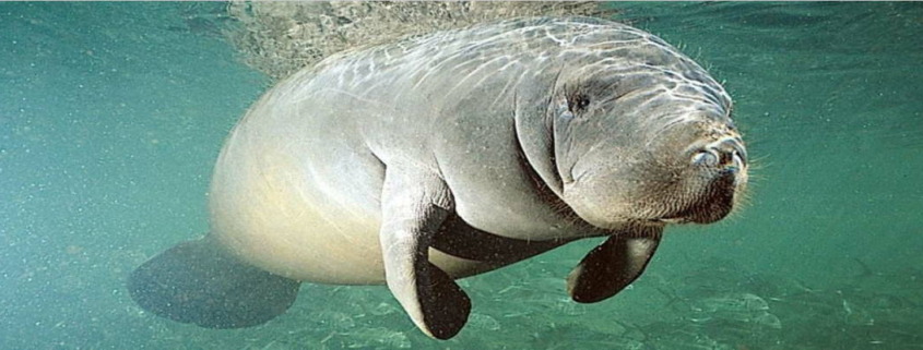 Why are Florida manatees showing up in Cuba and Mexico?
