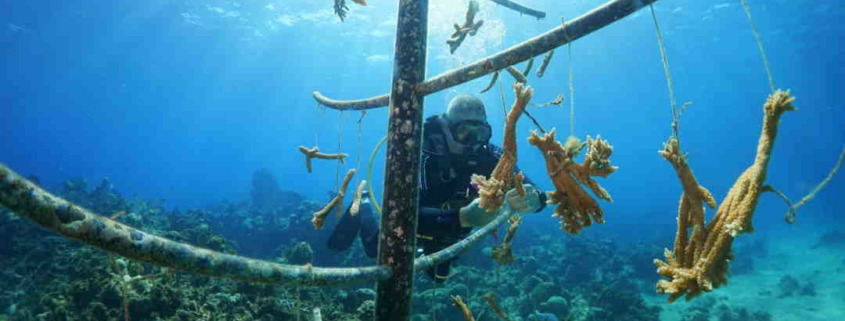 Grupo de cubanos restaura arrecifes de coral con presupuesto reducido pero mucha inventiva