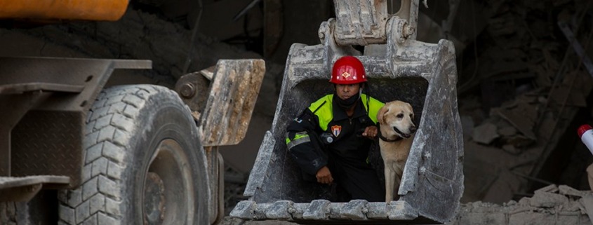 Pets rescued in Cuba from ruins of the Saratoga Hotel