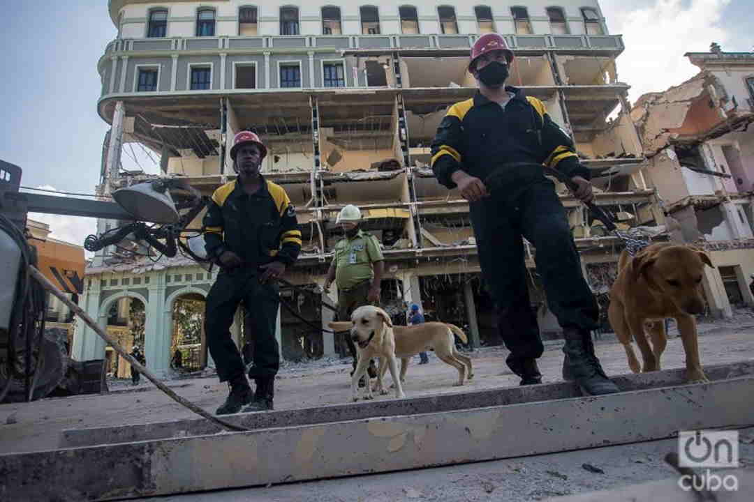 Pets rescued in Cuba from ruins of the Saratoga Hotel 