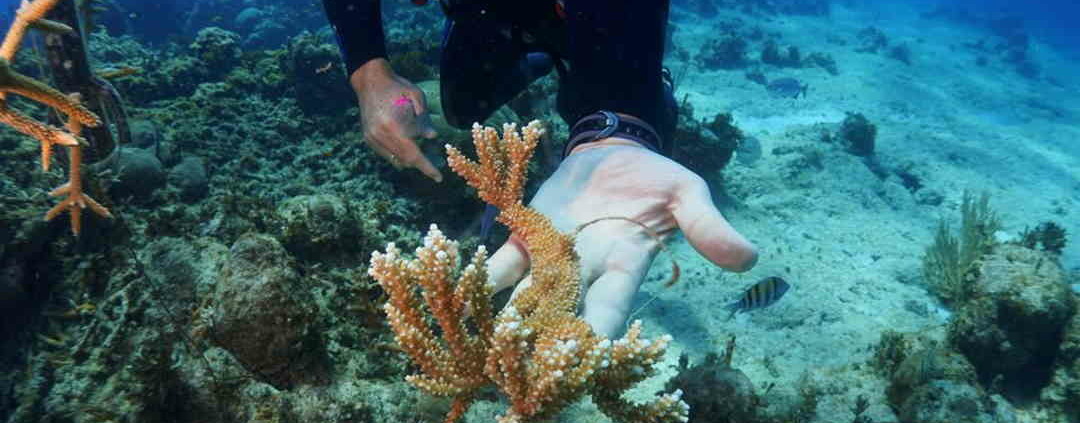 Grupo de cubanos restaura arrecifes de coral con presupuesto reducido pero mucha inventiva