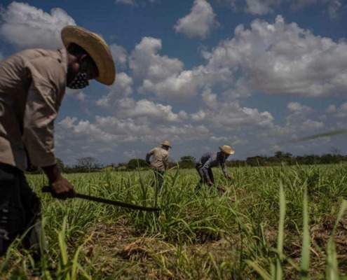 The Government invests less in sugar production, which does not cover national demand