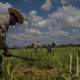 Cuba sugar harvest only half of expected; sector in 'crisis'