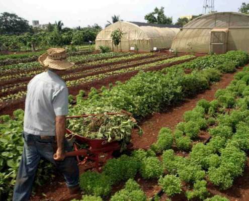 UN agency invest 170 million dollars in Cuban agriculture