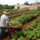 UN agency invest 170 million dollars in Cuban agriculture
