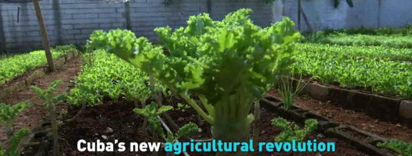 Cuba’s new agricultural revolution