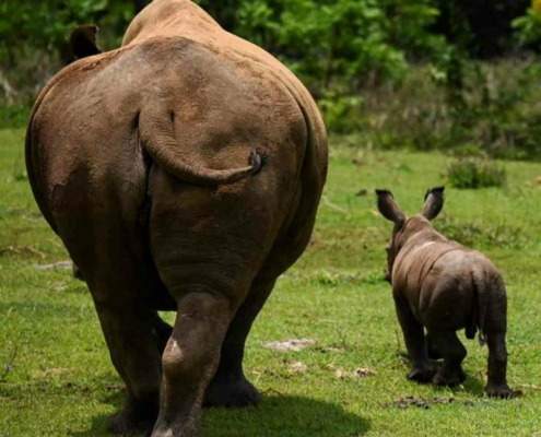 Ale, el rinoceronte blanco bebé del Zoológico Nacional de Cuba