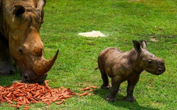 Ale, el rinoceronte blanco bebé del Zoológico Nacional de Cuba 