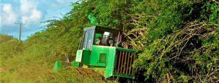 Afectada en Cuba la cosecha de marabú por falta de liquidez